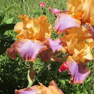 Bearded Iris 'Grand Canyon Sunset'